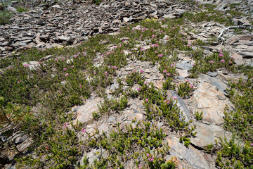 Fototapeta na wymiar Pretty pink wildflowers growing at high elevation along the 20 Lakes Basin trail in California Eastern Sierra Nevada Mountains. Flowers and vegetation growing out of the large rocks