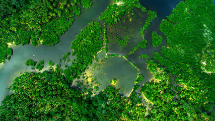 Aerial view of mangrove forest and river on the Siargao island. Philippines