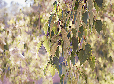 Hojas y frutos del almez