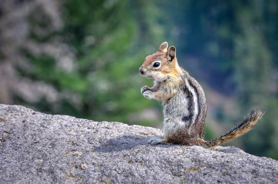 Standing chipmunk on a rock - Powered by Adobe