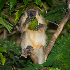 Green monkey with fruit, Mullins, Barbados
