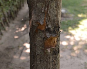 tree trunk closeup and isolated from background