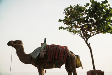 camel against the evening sky