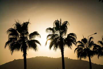 palm trees at sunset
