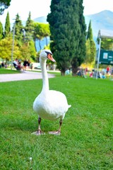 Schwan am Gardasee