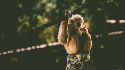 singe pomme