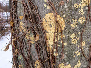 close-up of yellow lichen on bark