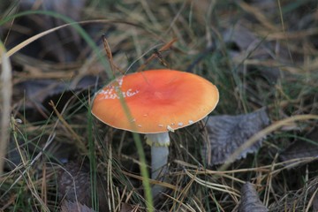 Autumn Forest & Mushrooms