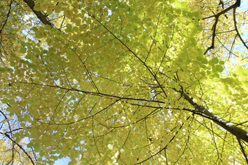 Árbol en otoño