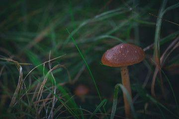 Mushroom