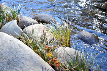 River Grass