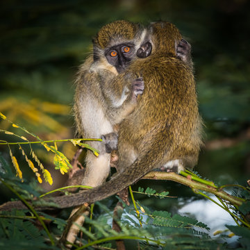 Young Green monkeys hugging in Mullins, Barbados
