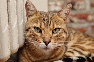 chat race Bengale mâle intérieur maison contre radiateur 