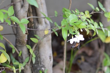 Honey bee on a white flower and collecting polen. Flying honeybee. One bee flying during sunshine day. Insect.
