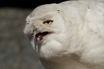 Snowy owl (Bubo scandiacus)