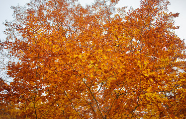 Fototapeta na wymiar Fall landscape with colorful trees