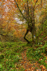 Fototapeta premium River flowing through colorful forest