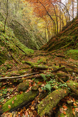 River flowing through colorful forest