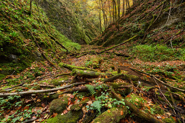 River flowing through colorful forest