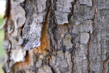 Detail of the bark of a old tree with blurred grass as a background suitably for copy text. Close up