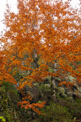 Fall landscape with colorful trees