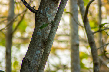 garden tree branch jungle plant