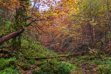 River flowing through colorful forest