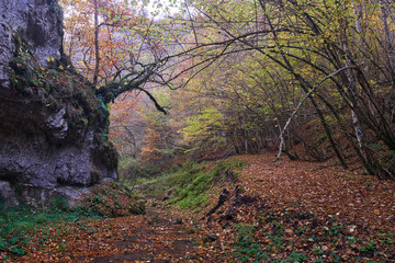 River flowing through colorful forest