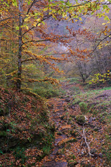 River flowing through colorful forest