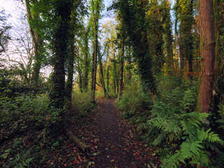  Autumn forest morning,Northern Ireland