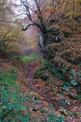 River flowing through colorful forest