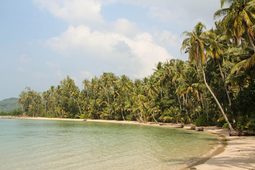 Palm trees and a tropical deserted beach
