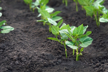bean sprouts growing in the vegetable garden.