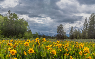 Fototapeta premium Field of Sunflowers in front of Tetons