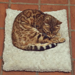chat race Bengale mâle intérieur maison