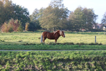 an old horse on the autumnal pasture