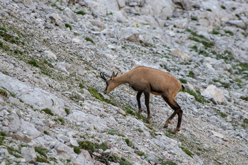 beautiful chamois grazing in the mountains
