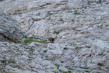chamois running in the mountains