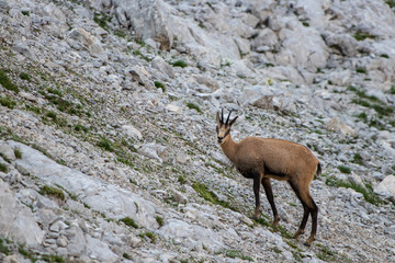 chamois looking into camera