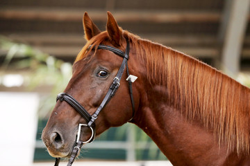 Headshot close up of a thoroughbred stallion in natural lights