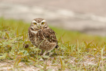 Owl in the grass