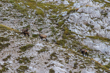 chamois herd grazing in the mountains