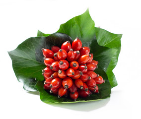 rosehips isolated on white