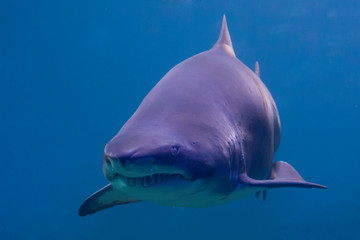 Menacing shark