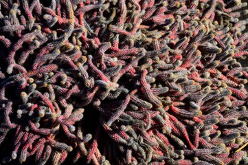 small cacti in autumn
