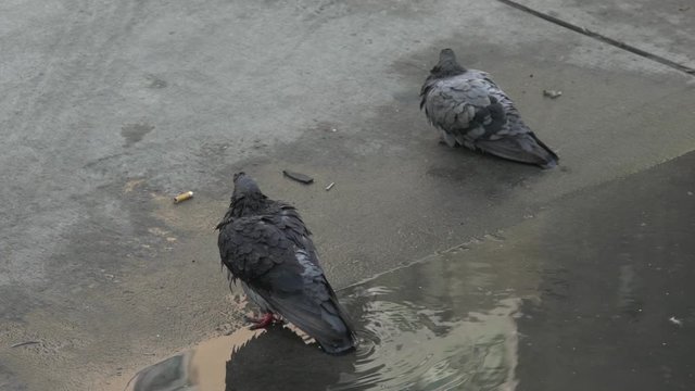Two rather filthy looking pigeons sit next to a puddle of water and a cigarette