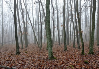 forest and fog