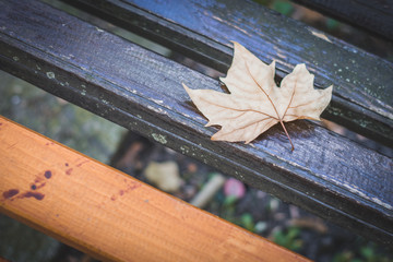 Fallen golden leaf of maple tree, autumn concept