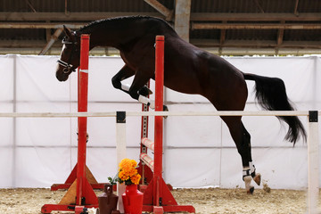 Yearling jumping over obstacles on a free jumping competition without rider