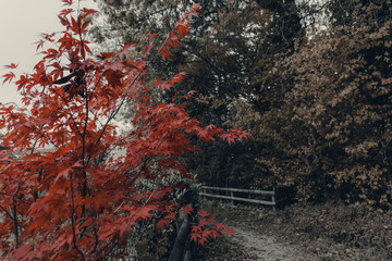 Japanese red maple tree in front of green forest and path